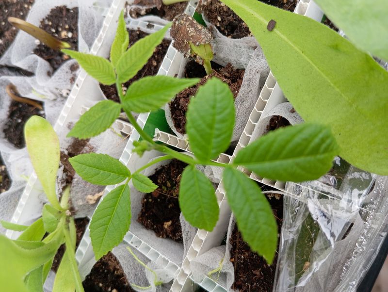 Juglans ailantifolia